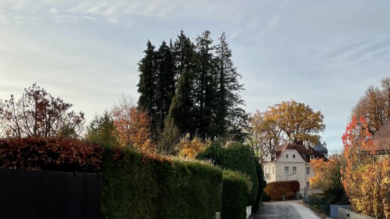 Eine Baumschutzverordnung schützt alte Bäume in Schondorf am Ammersee
