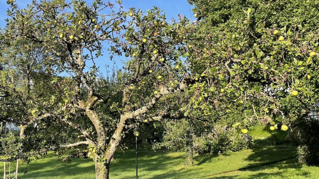 Voller Obstbaum: Manche würden gerne das Obst verschenken