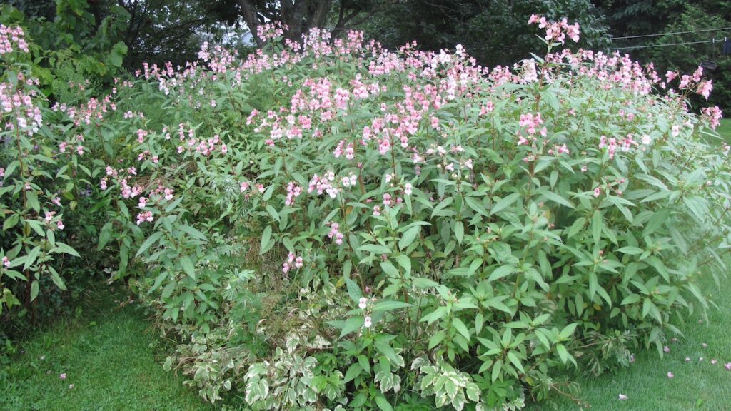 Das indische oder drüsige Springkraut (Foto: Wikimedia)