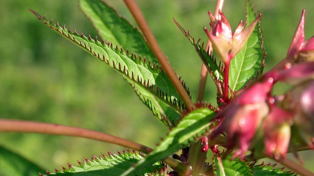 Das indische Springkraut Impatiens glandulifera