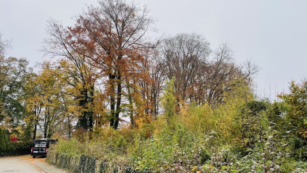 Am Nachbargrundstück des Augsburger Waldes stehen noch die alten Bäume