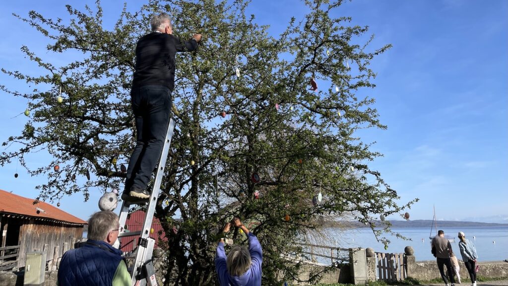 Bis in die obersten Zweige schmücken Schondorfer den Osterbaum am Ammersee